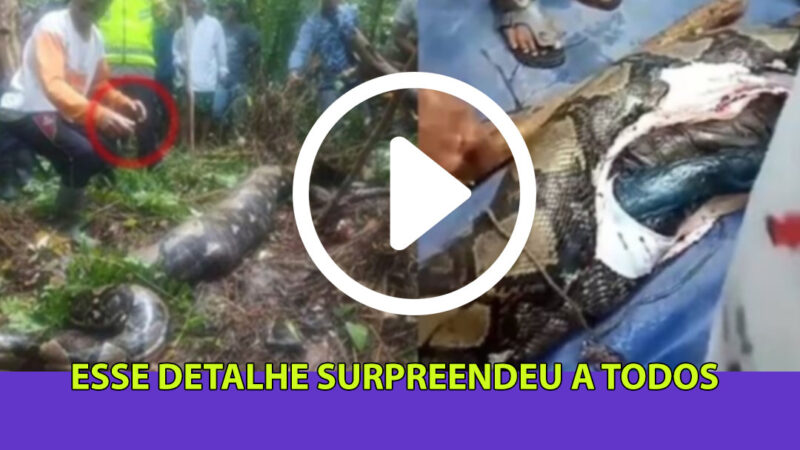 Mulher que estava desaparecida é encontrada dentro de cobra gigante, e esse detalhe surpreende a todos; veja o vídeo